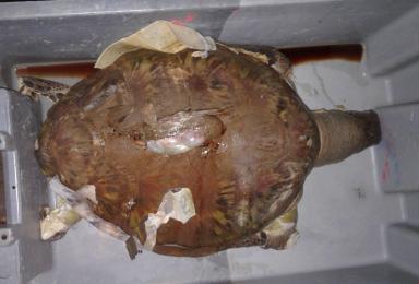 L'hélice d'un bateau a ouvert la carapace de la tortue