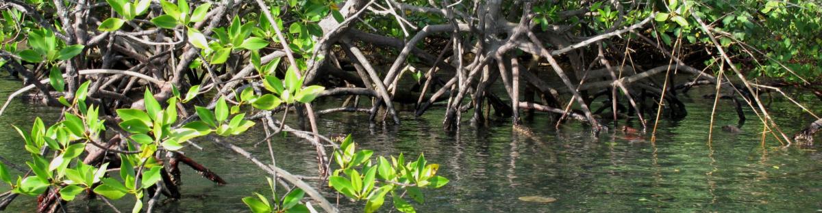 La mangrove mahoraise.