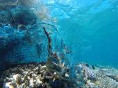 Un filet de pêche échoué sur le récif de corail.