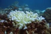 Blanchissement corallien.