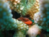 crabe de corail rouge