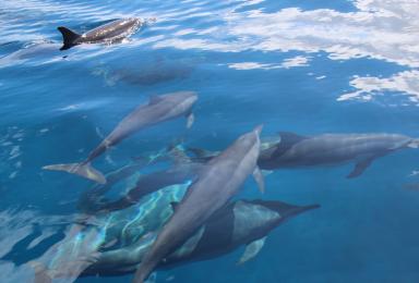 dauphins à long bec
